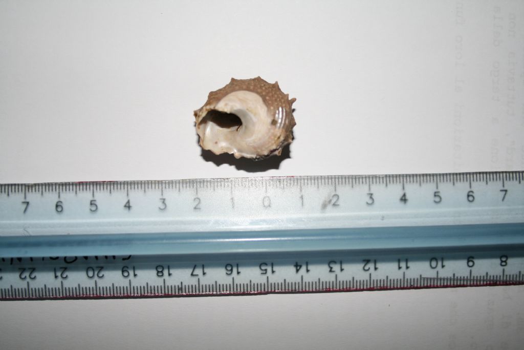 Mollusco da determinare